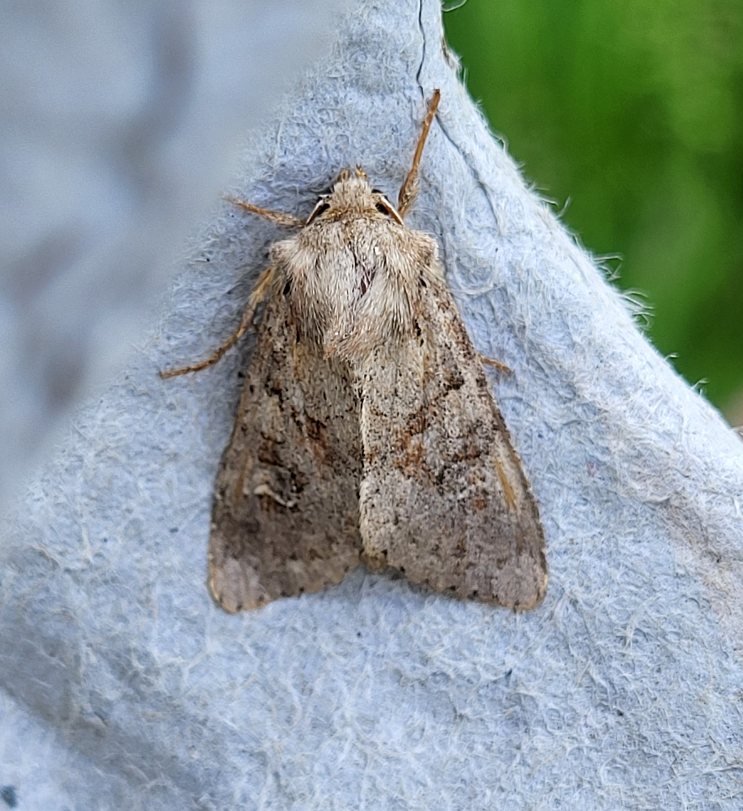 Photo of Rustic (Hoplodrina blanda)